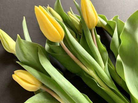 Yellow tulips flowers bouquet on dark backgroundの写真素材
