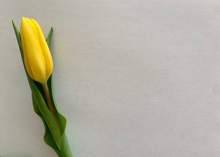 single Yellow tulip isolated on light background