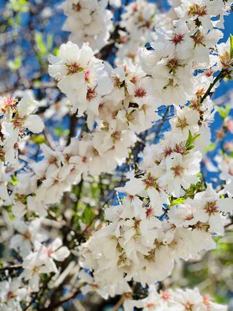 Beautiful almond tree blooming on blue sky backgroundの写真素材