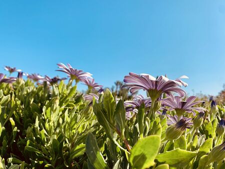 Beautiful purple flowers against blue sky backgroundの写真素材