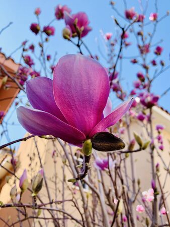 blossoming of magnolia trees during spring flowersの写真素材