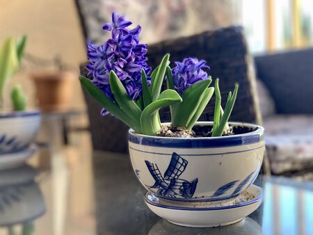 pot with blossom hyacinth bulbs on the balcony glass table. home gardeningの写真素材