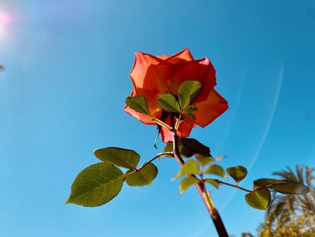 rose against the blue sky with sun shineの写真素材