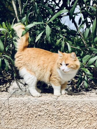 Close up portrait of red cat with yellow eyes looking away. Ginger red and white cat.の写真素材
