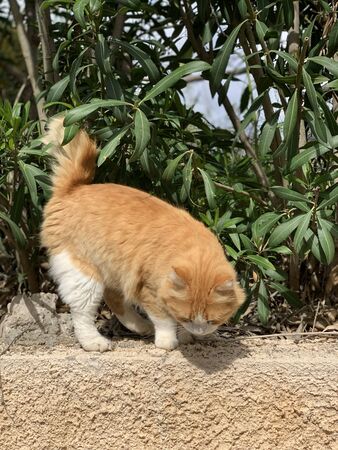 Close up portrait of red cat with yellow eyes looking away. Ginger red and white cat.の写真素材