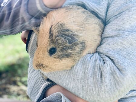 Guinea pig in child's boy's hands in the gardenの写真素材