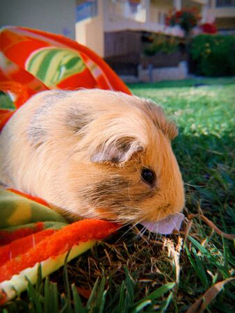 red guinea pig or cavy sitting in a spring fieldの写真素材
