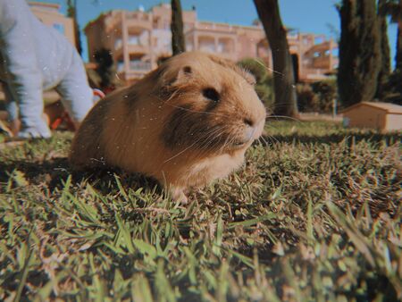 A guinea pig or cavy sitting in a spring field on the grassの写真素材