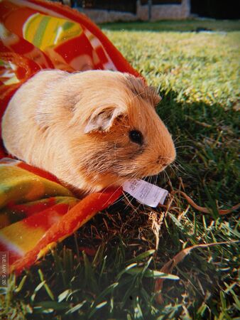 red guinea pig or cavy sitting in a spring fieldの写真素材