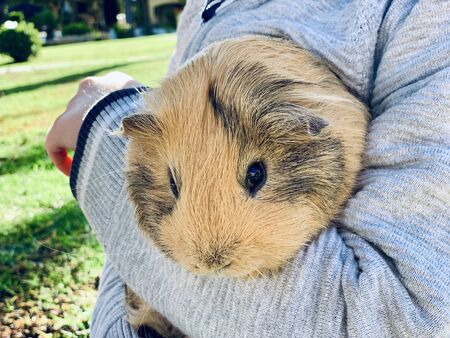 Guinea pig in child's boy's hands in the gardenの写真素材
