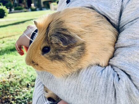 Guinea pig in child's boy's hands in the gardenの写真素材