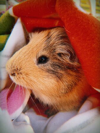 red guinea pig or cavy sitting in a spring fieldの写真素材