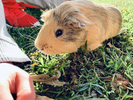 A guinea pig or cavy sitting in a spring field on the grassの写真素材