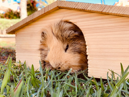A guinea pig or cavy sitting in wooden small house on the grass in the garden close up