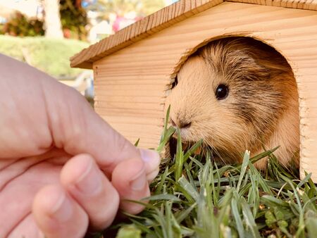 Guinea pig eating fresh grass from boy's handの写真素材