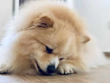Close up of beautiful cute pomeranian dog eating from the floorの写真素材