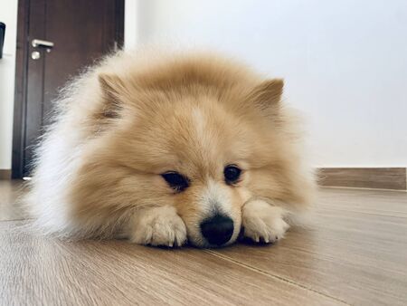 cute brown beige pomeranian spitz dog laying on the floor background, cute pet in homeの写真素材