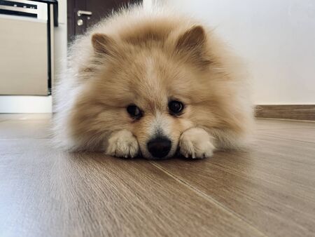 cute brown beige pomeranian spitz dog laying on the floor background, cute pet in homeの写真素材