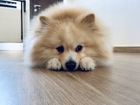 cute brown beige pomeranian spitz dog laying on the floor background, cute pet in homeの写真素材