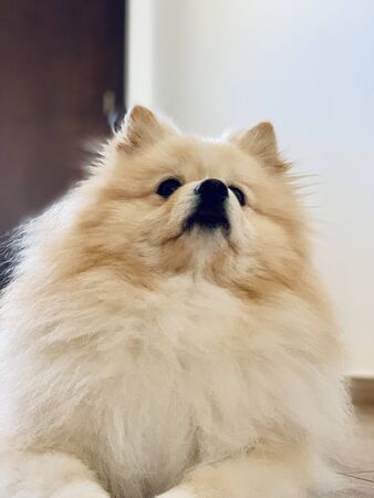 A beautiful small breed female Pomeranian standing on her two legs and having her paws in the air, either begging for food or dancing portraitの写真素材