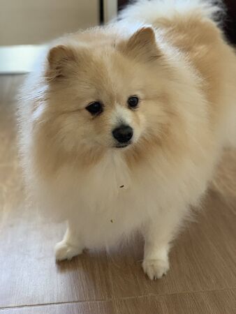 Pretty female cute Pomeranian, happy small puppy with furry hair , dog stand on the floor at home, happy pretty pet conceptの写真素材