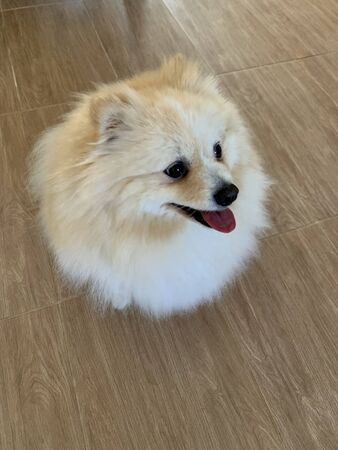 Portrait of sitting on the floor cute pomeranian spitzの写真素材