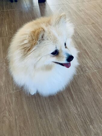 Portrait of sitting on the floor cute pomeranian spitzの写真素材