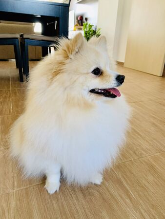 Portrait of sitting on the floor cute pomeranian spitzの写真素材