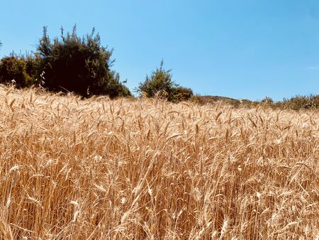 cloudy sky over golden field of wheatの写真素材