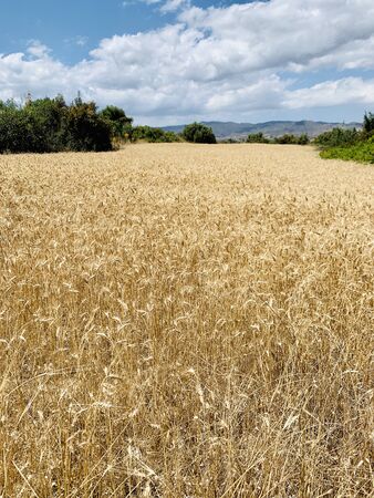 cloudy sky over golden field of wheatの写真素材