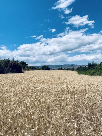 cloudy sky over golden field of wheatの写真素材