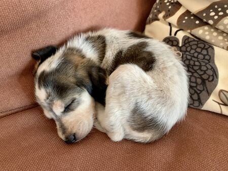 Little dog sleeping on sofa bagle hound beagle and basset hound mixの写真素材