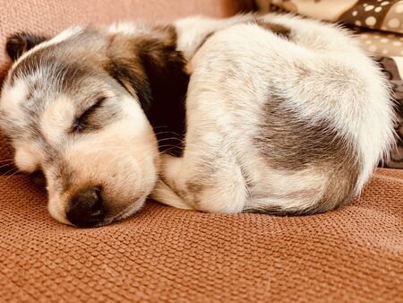Little dog sleeping on sofa bagle hound beagle and basset hound mixの写真素材