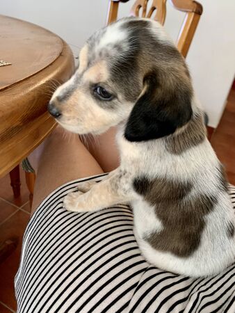 cute puppy beagle dog sitting on girl's knees. Young woman holding her curious puppy sitting on the chair.の写真素材