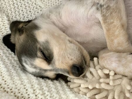 young dog cute puppy beagle sleeping on modern sofa in the living roomの写真素材