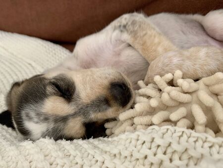 young dog cute puppy beagle sleeping on modern sofa in the living roomの写真素材