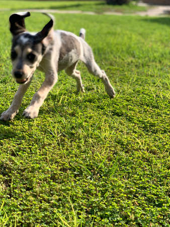 cute Beagle puppy running happy over the meadowの写真素材