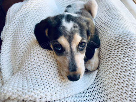Cute beautiful Hunting dog beagle basset puppy laying on the cover on balconyの写真素材