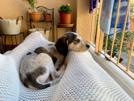 Cute beautiful Hunting dog beagle basset puppy laying on the cover on balconyの写真素材