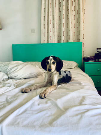 Young cute beagle dog sleeping on the sofa.の写真素材
