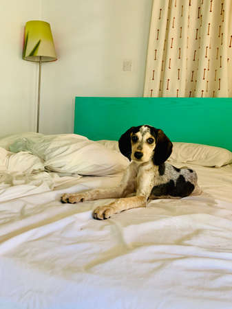 Young cute beagle dog sleeping on the sofa.の写真素材