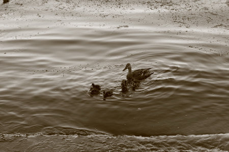 Mother duck and little ducklings swimming in the riverの写真素材