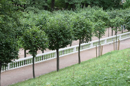 Tree-ball in Petergof, beautiful park near Sankt-Peterburgの写真素材