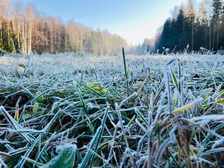 abstract natural background from frozen plant grass covered with hoarfrost or rimeの写真素材