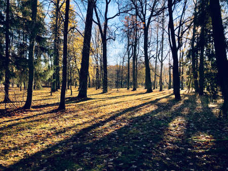 Frosty autumn morning landscape with different trees.の写真素材