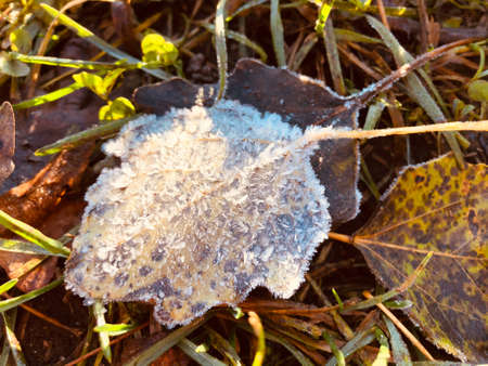 autumn leaf in the grass with morning frost in the sunlight.の写真素材