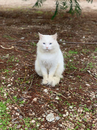 Blue-eyed cat watching curiously on the white ground near the grassの写真素材
