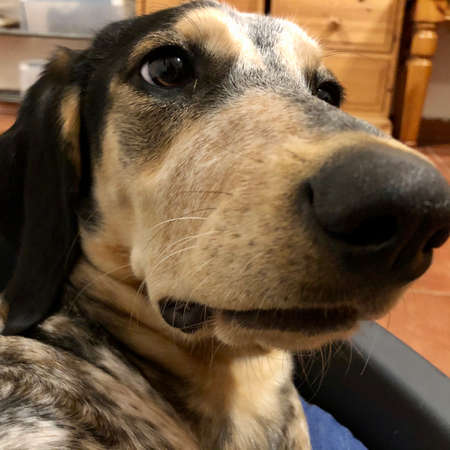 funny beagle puppy portrait lying at the bad closeの写真素材