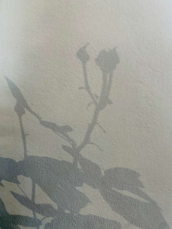 Gray shadow of the wild roses leaves on a white wall. Abstract neutral nature concept blurred background.の写真素材