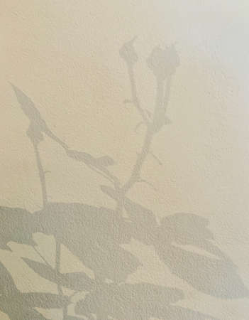 Gray shadow of the wild roses leaves on a white wall. Abstract neutral nature concept blurred background.の写真素材